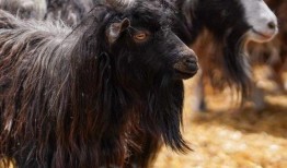 山羊在线观看,揭秘网络世界的羊群效应